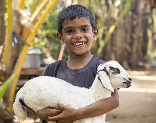 Breeding Pair of Goats