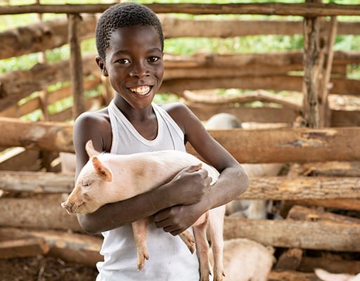 Breeding Pair of Pigs