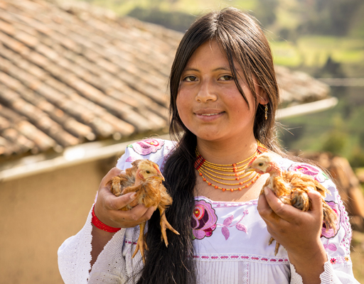 3 Chickens