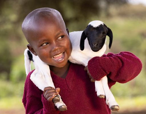 1 Dairy Goat